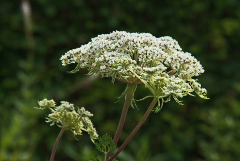 Selinum tenuifoliumKarweiselie bestellen